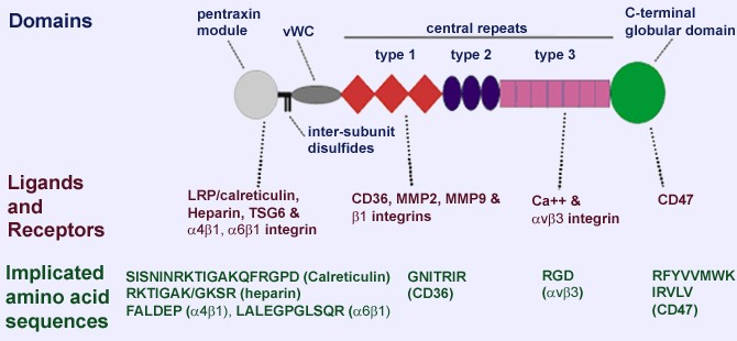 קובץ:Thrombospondin 1.jpg