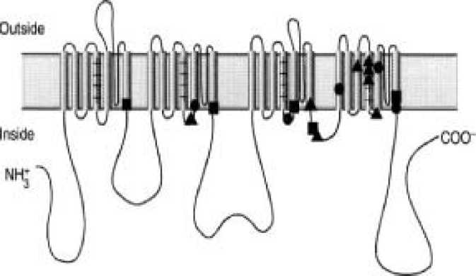 קובץ:תעלת נתרן1.png