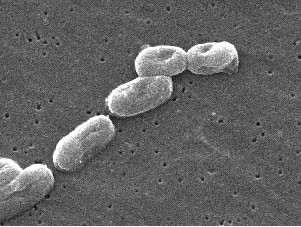 קובץ:Bacteria1.jpg