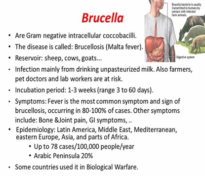 Brucella 1.jpg