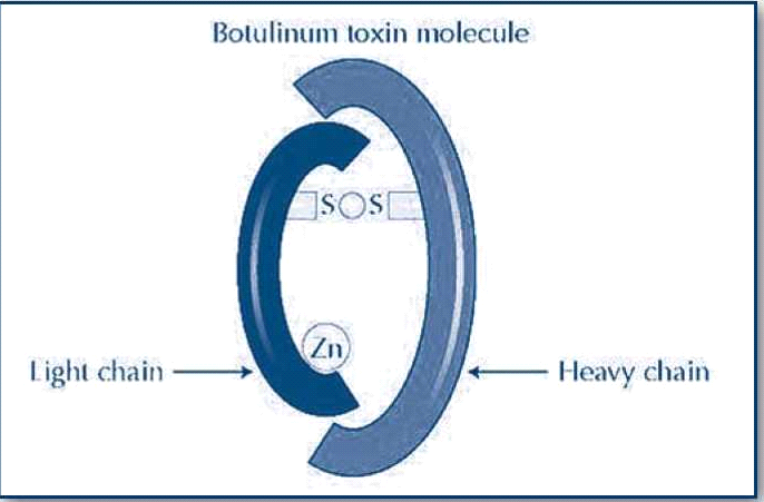 קובץ:Botolinum1.png