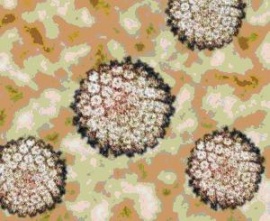 קובץ:וירוס הפפילומה תחת מיקרוסקופ.jpg