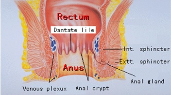 קובץ:כירורגיה איור 2.7.jpg
