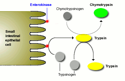 Trypsinogen2.gif