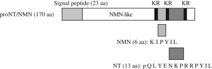 המבנה של הקודמן של נוירוטנסין/נוירומדין N. (KR-Lys-Arg)