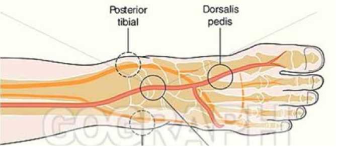 קובץ:נקודות למישוש דופק פריפרי1.jpg
