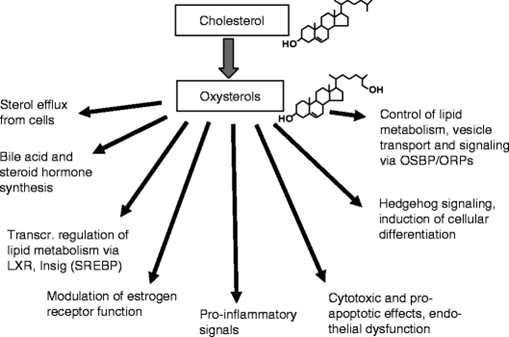 Oxysterol2.png