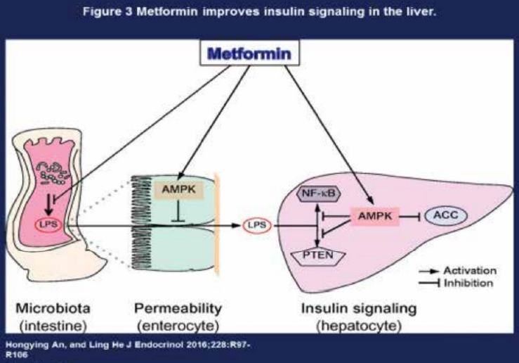 קובץ:מטפורמין 3.png