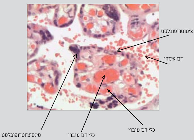 קובץ:Placenta transit1.png