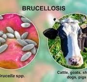 Brucellosis 1.jpg
