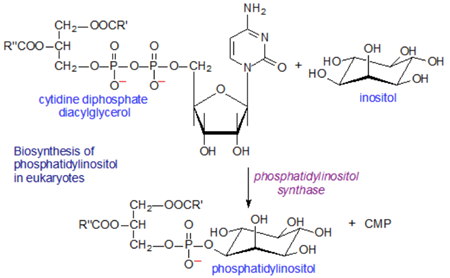 Phosphatidylinositol 1.png