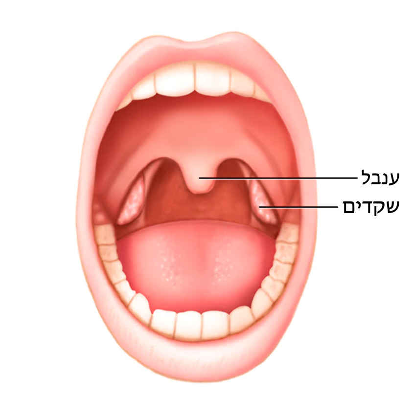 Открытая полость рта. Тонзиллит фолликулярная ангина. Ангина фолликулярная ротовая полость. Небные миндалины тонзиллит.