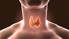 קובץ:Thyroid1.jpg