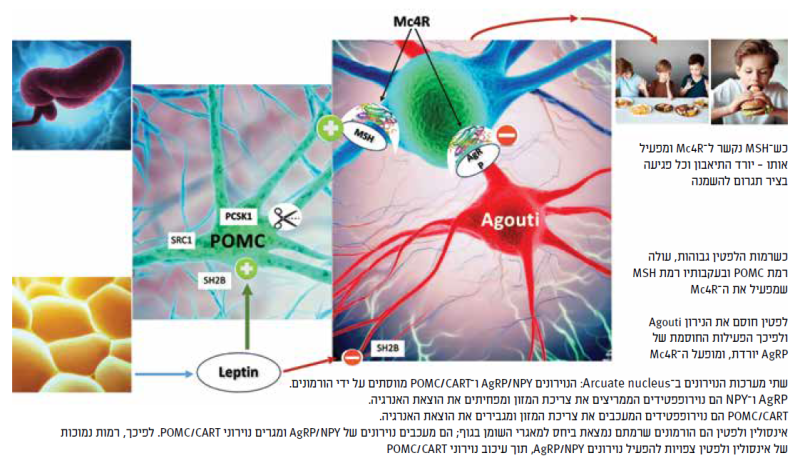קובץ:תאבון ואנרגיה1.png