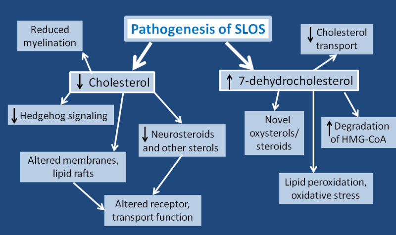 קובץ:PathogenesisSLOS.png