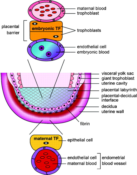קובץ:Tissue factor1.png