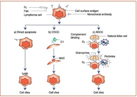 מנגנון הפעולה של מבטרה