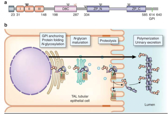 Uromodulin 1.png