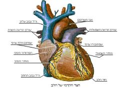 Heart front view he.jpg