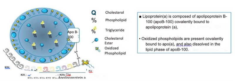 קובץ:איור- מבנה Lipoprotein(a).png