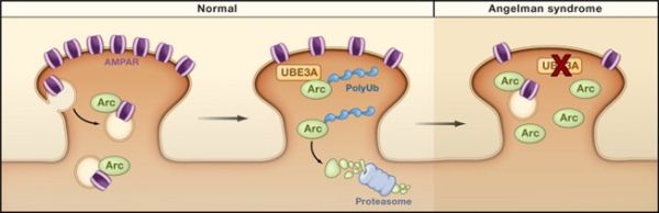 Ubiquitin2.jpg