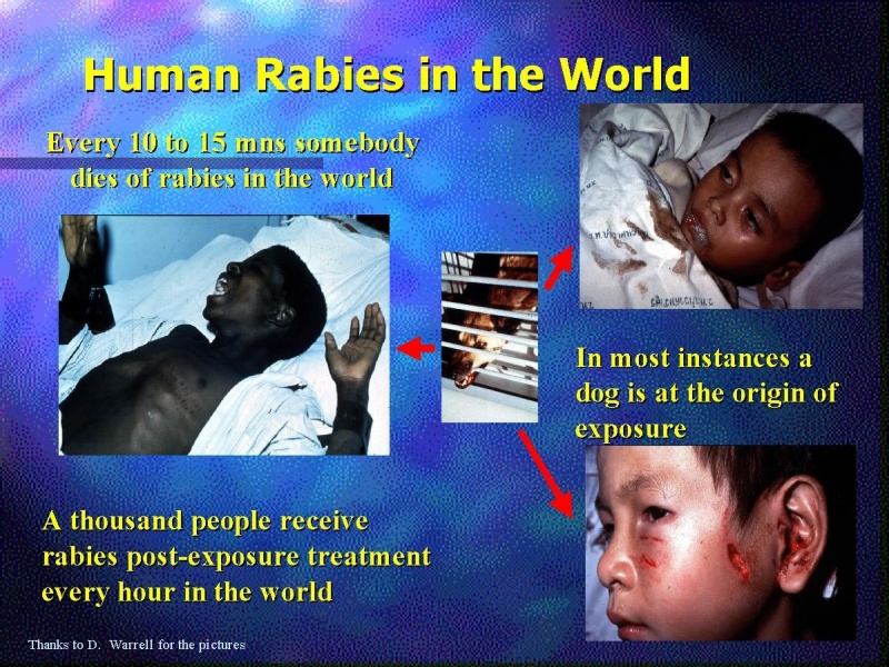 קובץ:כלבת בעולם.jpg