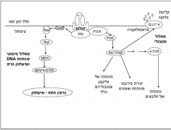 תמונה מס' 2: למסלול המטבולי והמיטותי של איתות האינסולין יש אתרי זירחון IRS נפרדים. המסלול המטבולי מפעיל שפע של מערכות אנבוליות של פחמימות, שומנים וחלבונים. המסלול המיטוטי מגיע לגרעין התא, שם מופעלים גורמי השעתוק המבקרים ביטוי גנים ופרוליפרציה של התאים.
