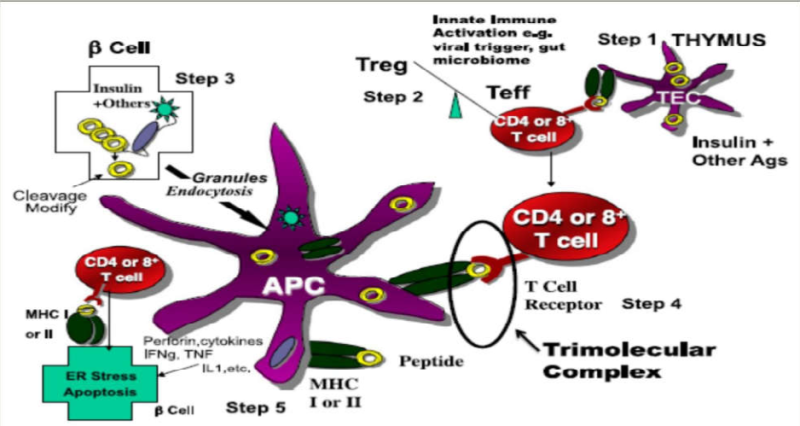 קובץ:שלבי דלקת2.png