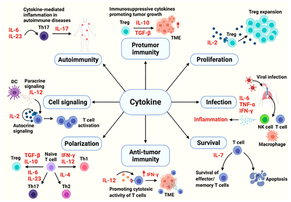 Cytokines 2.png