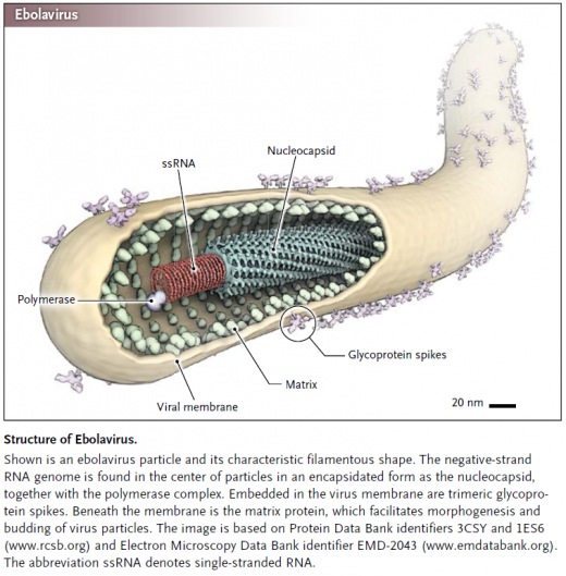 Ebolavirus.png