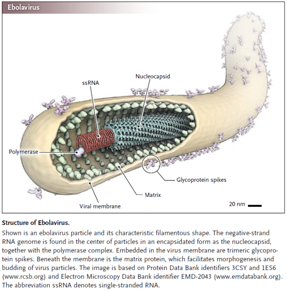קובץ:Ebolavirus.png