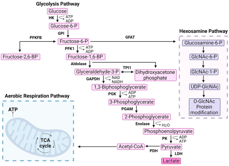 קובץ:Phosphofructokinase 1.png
