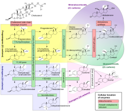 Steroidogenesis.png