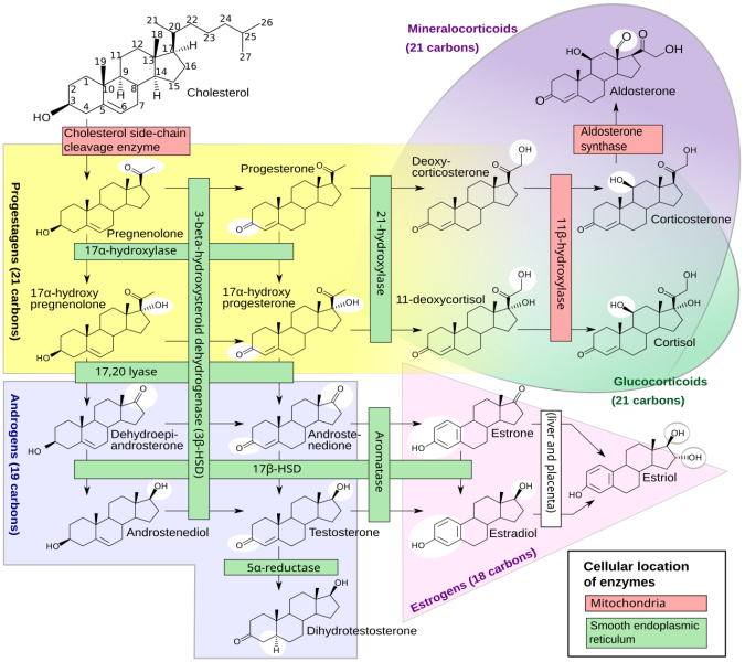 קובץ:Steroidogenesis.png