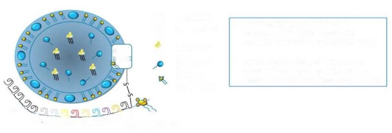 קובץ:איור Lipoprotein(a).jpg