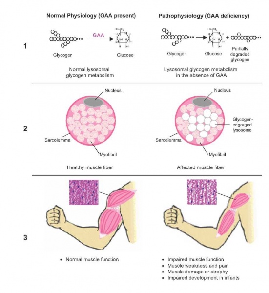 קובץ:Glucotetrasaccharide.jpg