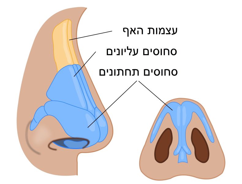 קובץ:איור אף.jpg
