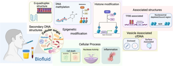 Circulating free DNA 2.png