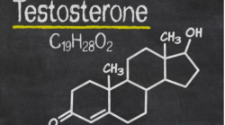 Testosterone 1.png