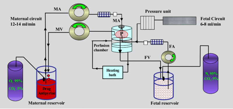 קובץ:Placenta transit2.png