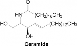Ceramide1.png
