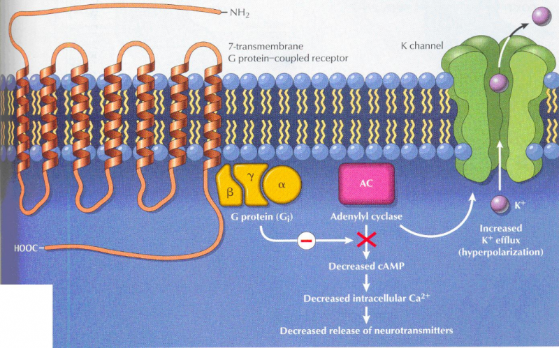 קובץ:Enkephalin2.png