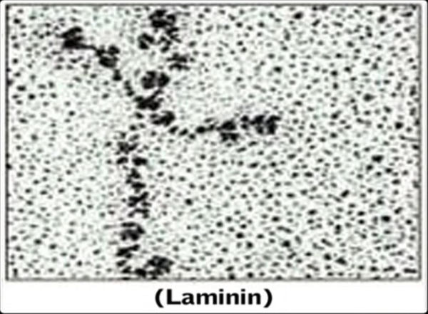 Laminin2.png