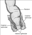 Anorectum.png
