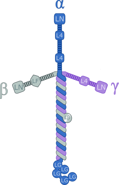 קובץ:Laminin111.png