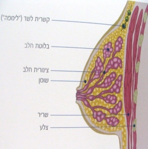 Breast312a.jpg