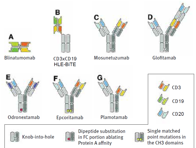 קובץ:נוגדני B 1.png