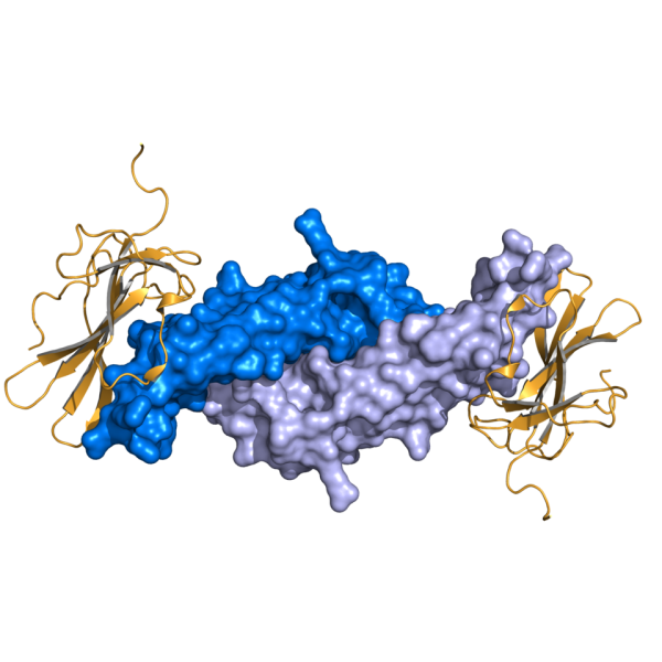קובץ:AMH & AMHR2.png