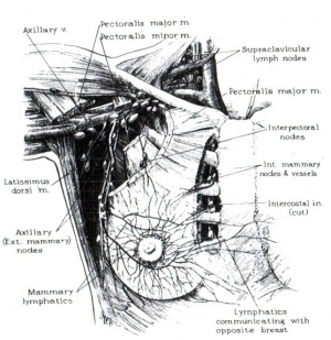 Breast612a.jpg