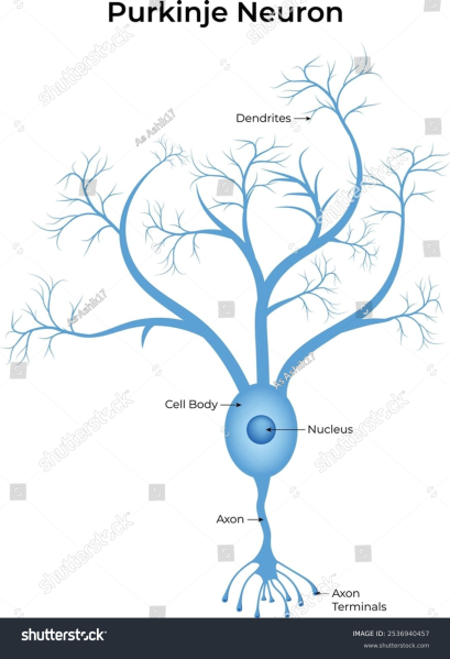 קובץ:Purkinje 1.png